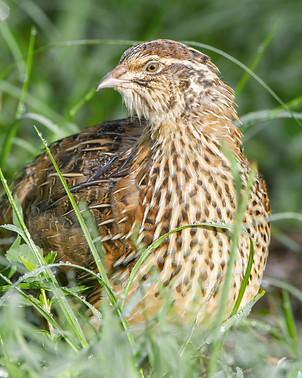 quail2.jpg
