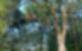 Crown-Thinning-Image.jpg