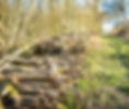 Coppicing-image2.jpg