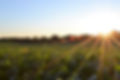 Corn field.jpg