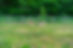 deer fencing.jpg