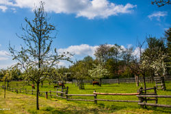 Little farm
