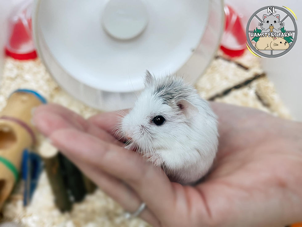 Roborovski Hamster at KL Hamsters Farm