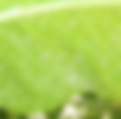 whitefly.png