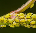 aphids applied.jpeg