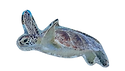 Ontwerp zonder titel (2)_edited.png