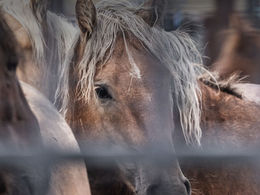 Les voix convergent mais les chevaux meurent : finissons en avec l’#hippophagie !