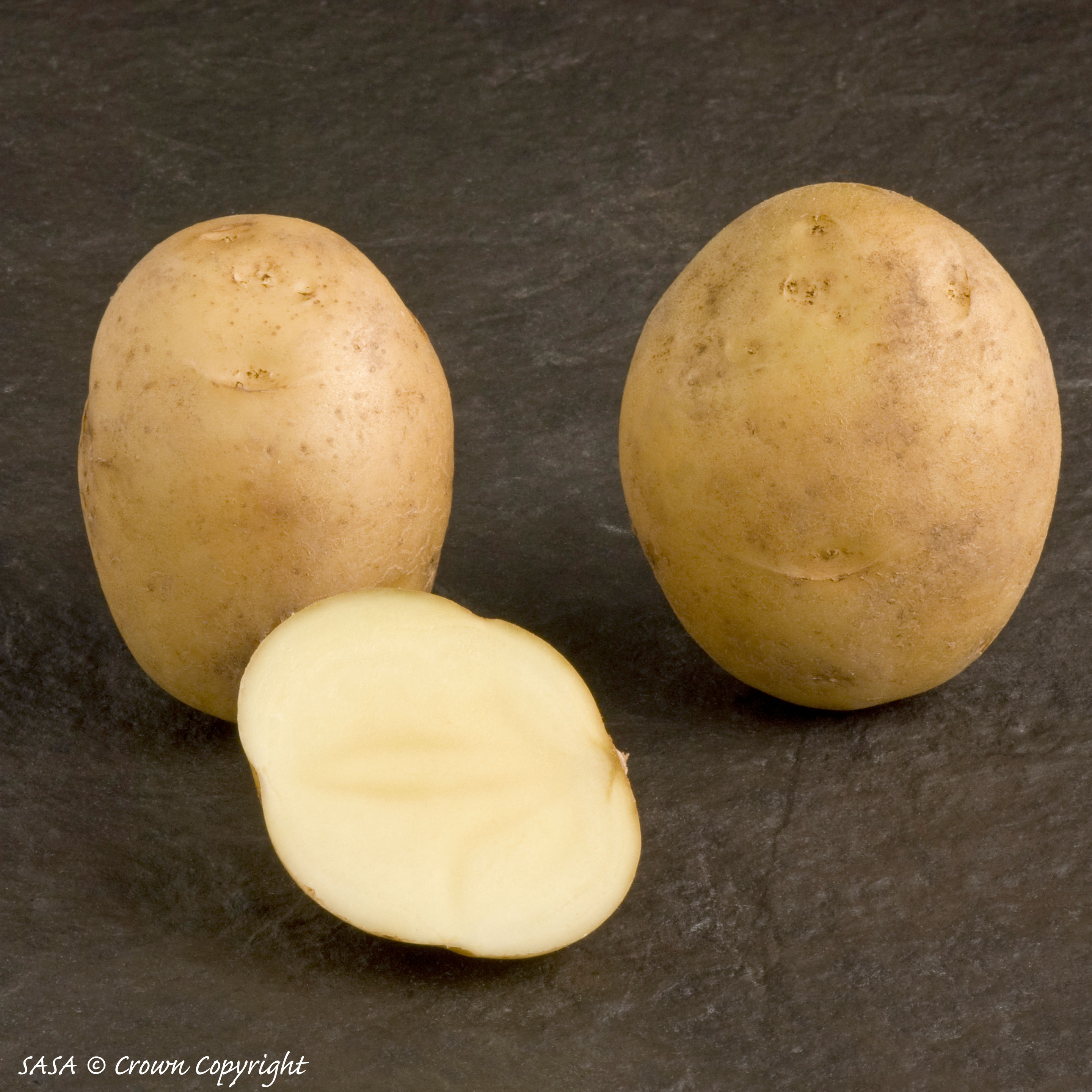 Wilja Seed Potato