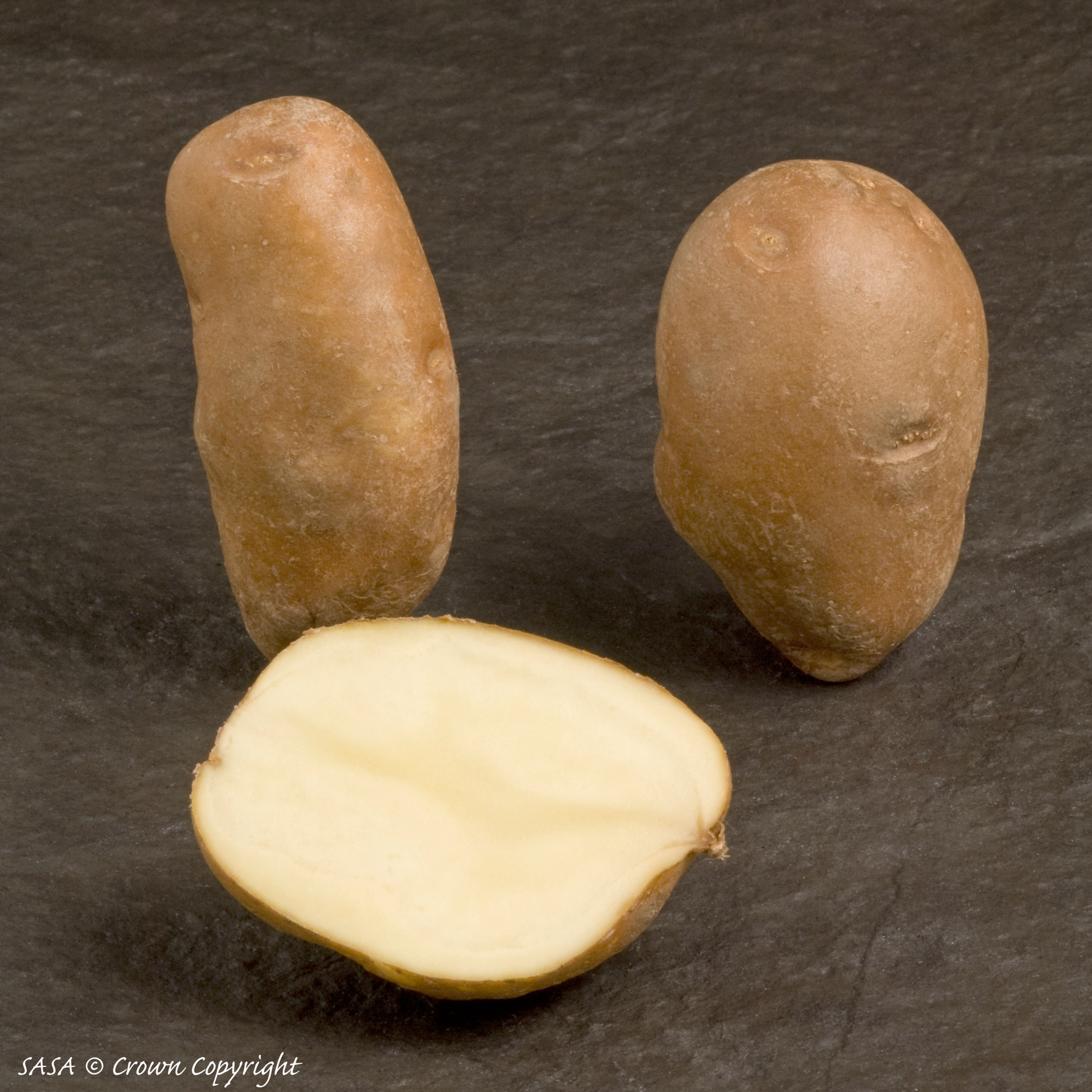 Golden Wonder Seed Potato
