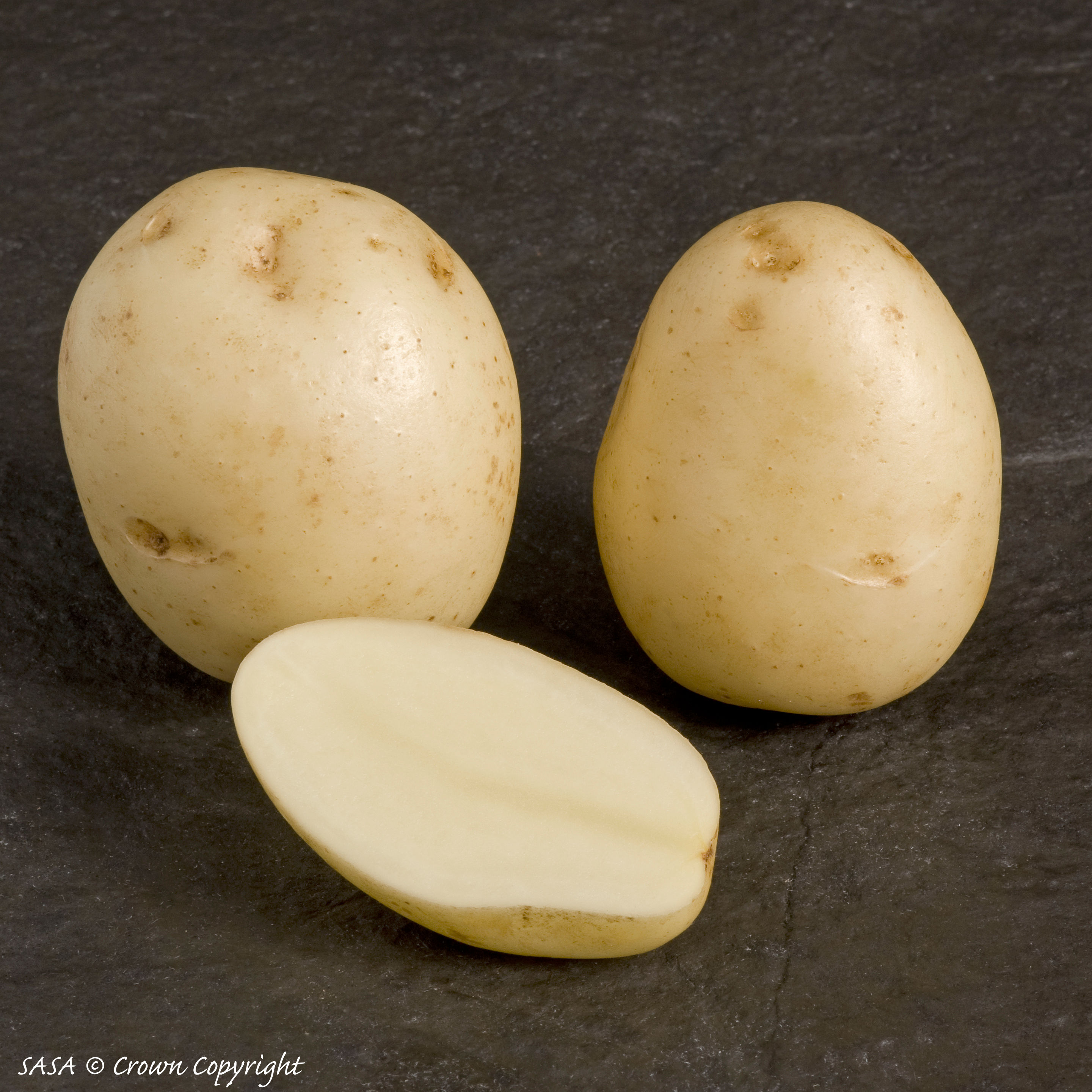 Swift Seed Potato