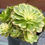 Thumbnail: Aeonium Seawave variegated cluster #F23
