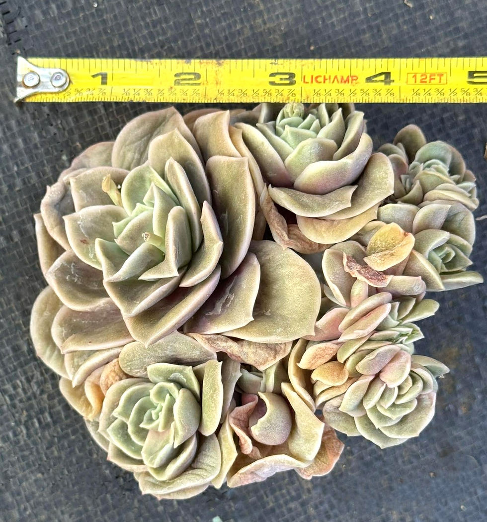 Thumbnail: Echeveria Lovely Rose crest