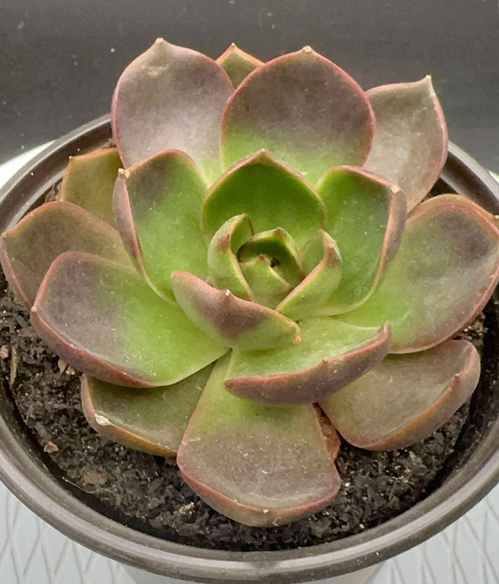 Echeveria Red Tan
