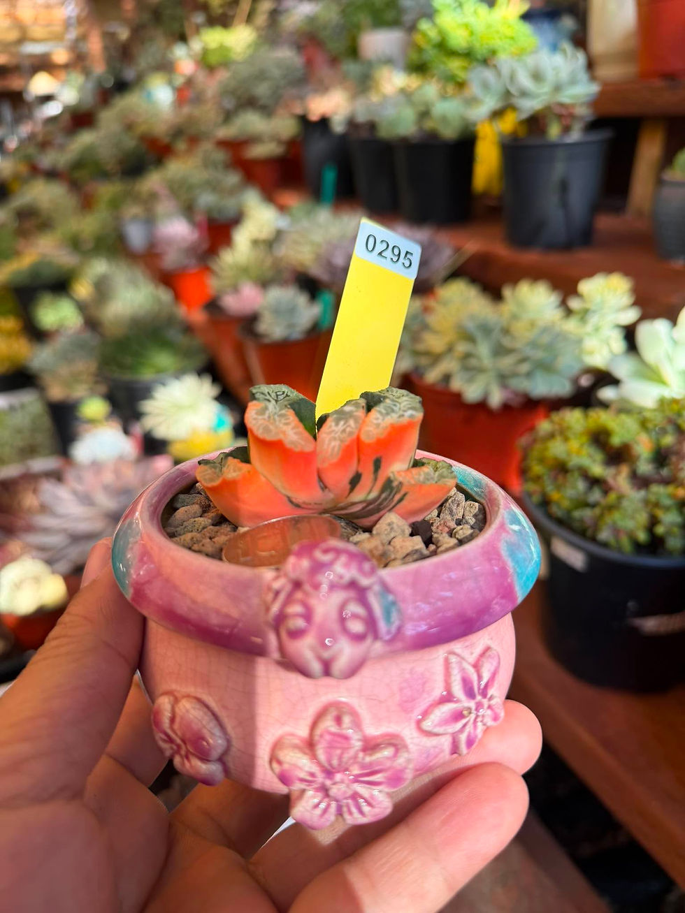 Thumbnail: Haworthia Truncata variegated half moon #0295