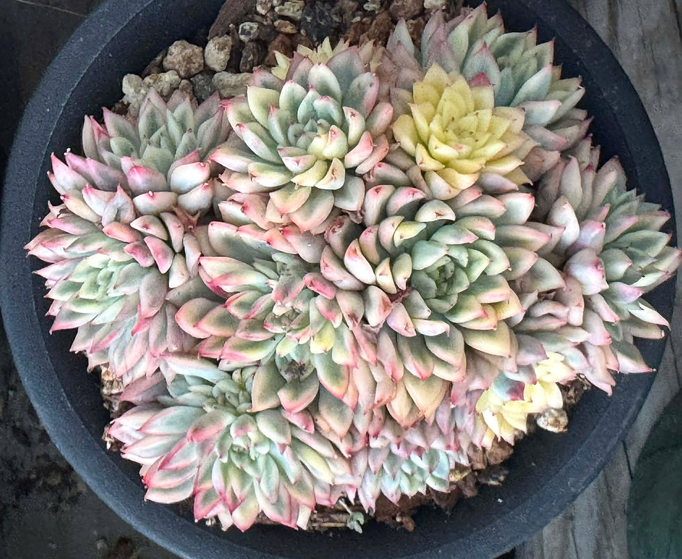 Thumbnail: Echeveria Mebina variegated cluster in 5” pot