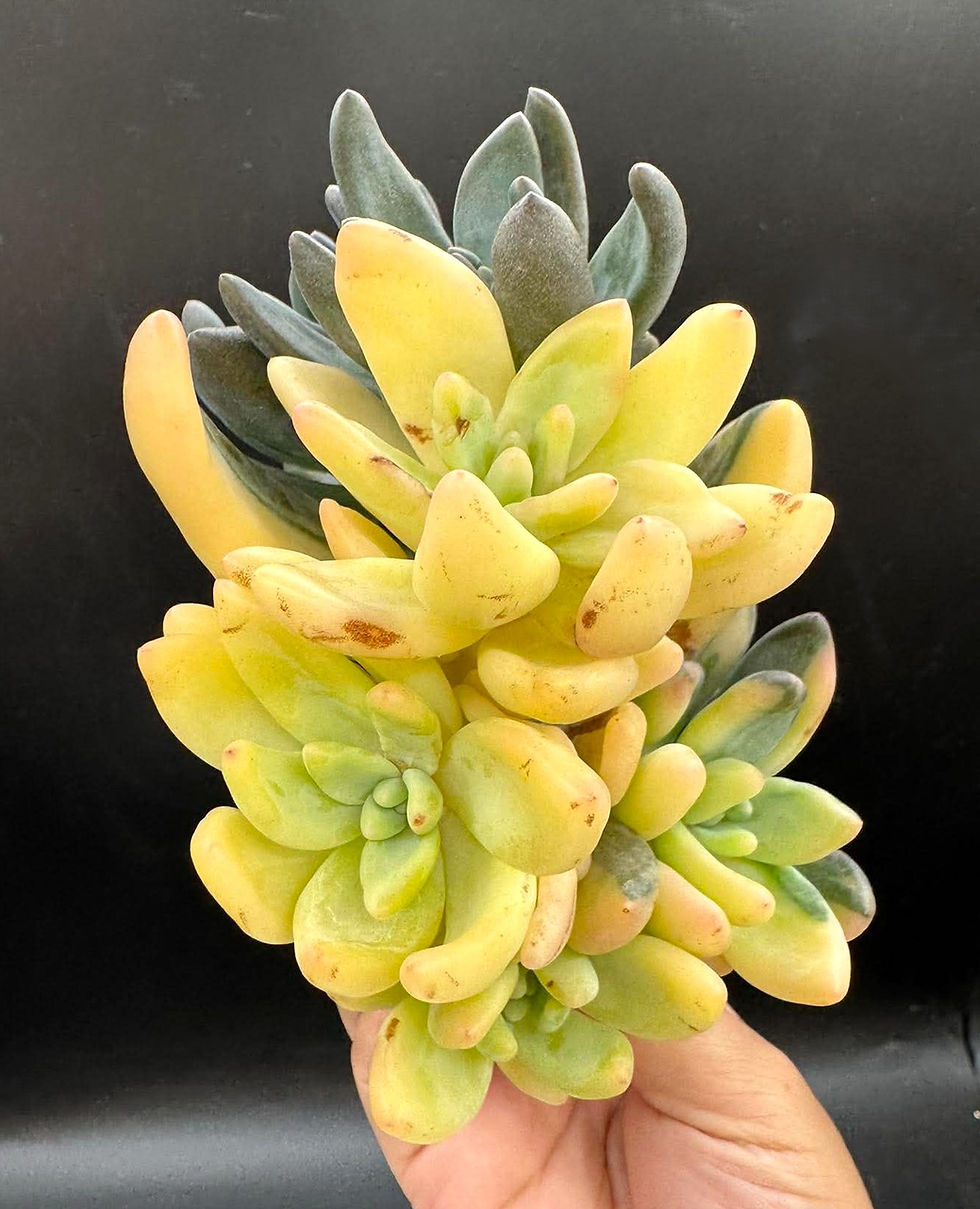 Thumbnail: Sedeveria Blue Mist variegated #0468