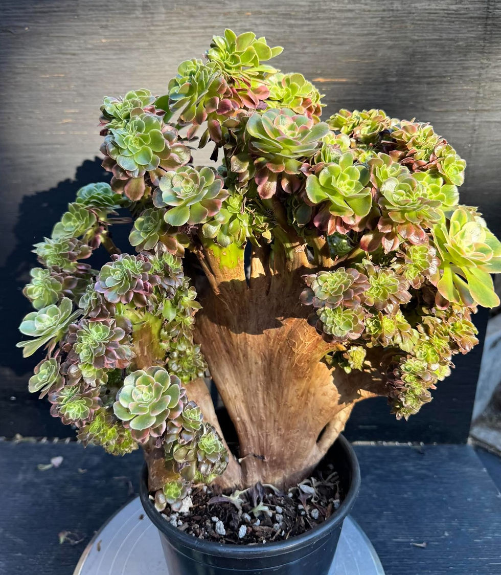 Thumbnail: Aeonium Xiang Fei crest #0022
