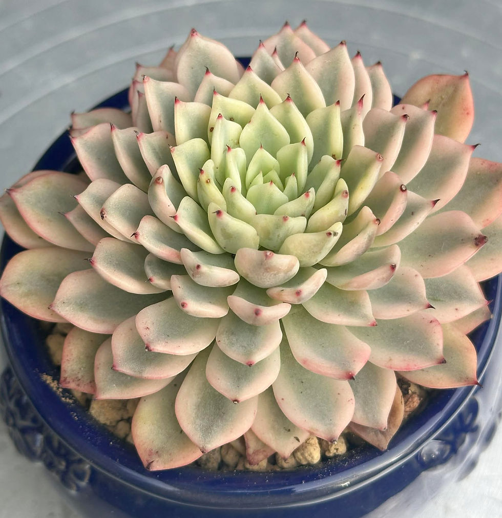 Thumbnail: Echeveria Mexensis Zaragosa variegated 
