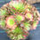 Thumbnail: Aeonium Rotate variegated cluster