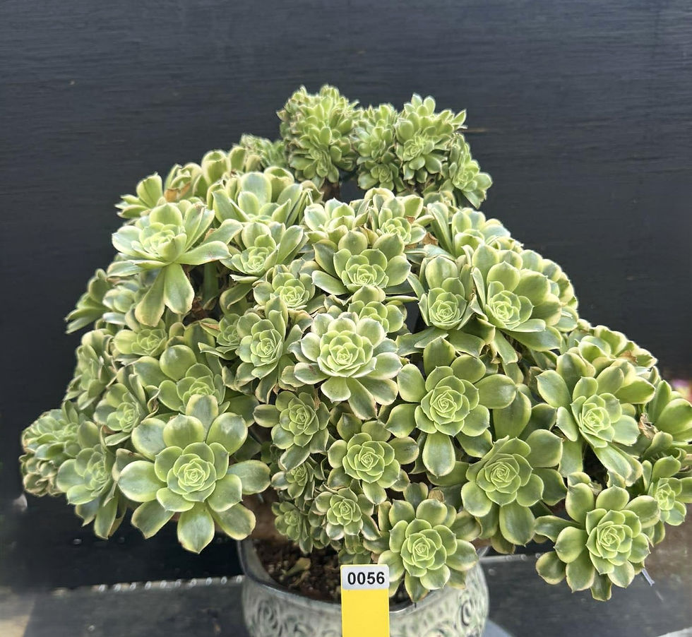 Thumbnail: Aeonium Green Beans 16”W 14”H #0056