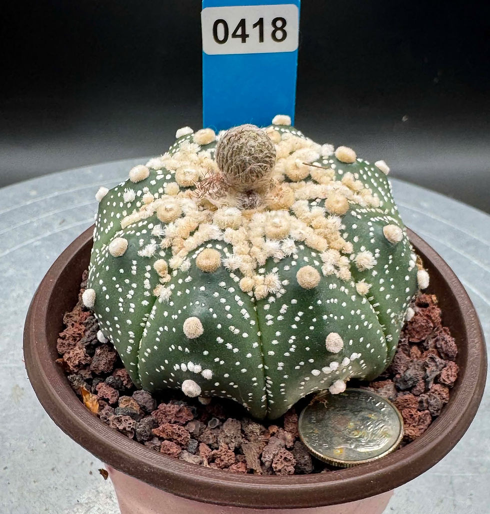 Thumbnail: Astro - seed Grown - Thailand import - Healthy roots system #0418