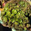 Thumbnail: Aeonium Halloween Blushing Beauty - very big and matured crest
