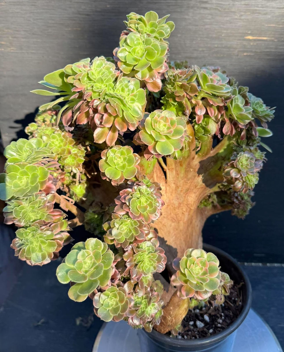 Thumbnail: Aeonium Xiang Fei crest #0022