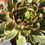 Thumbnail: New Aeonium Devil Eyes cluster