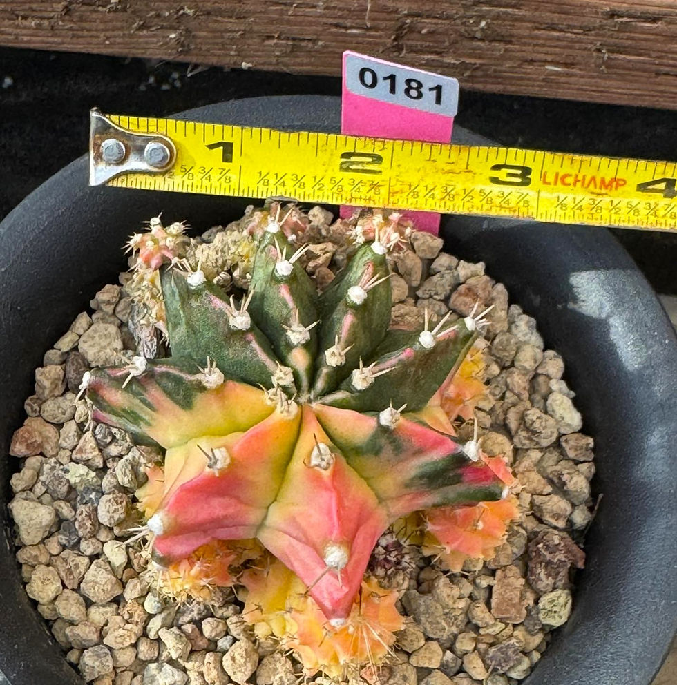 Thumbnail: Gymnocalycium Variegated #0181