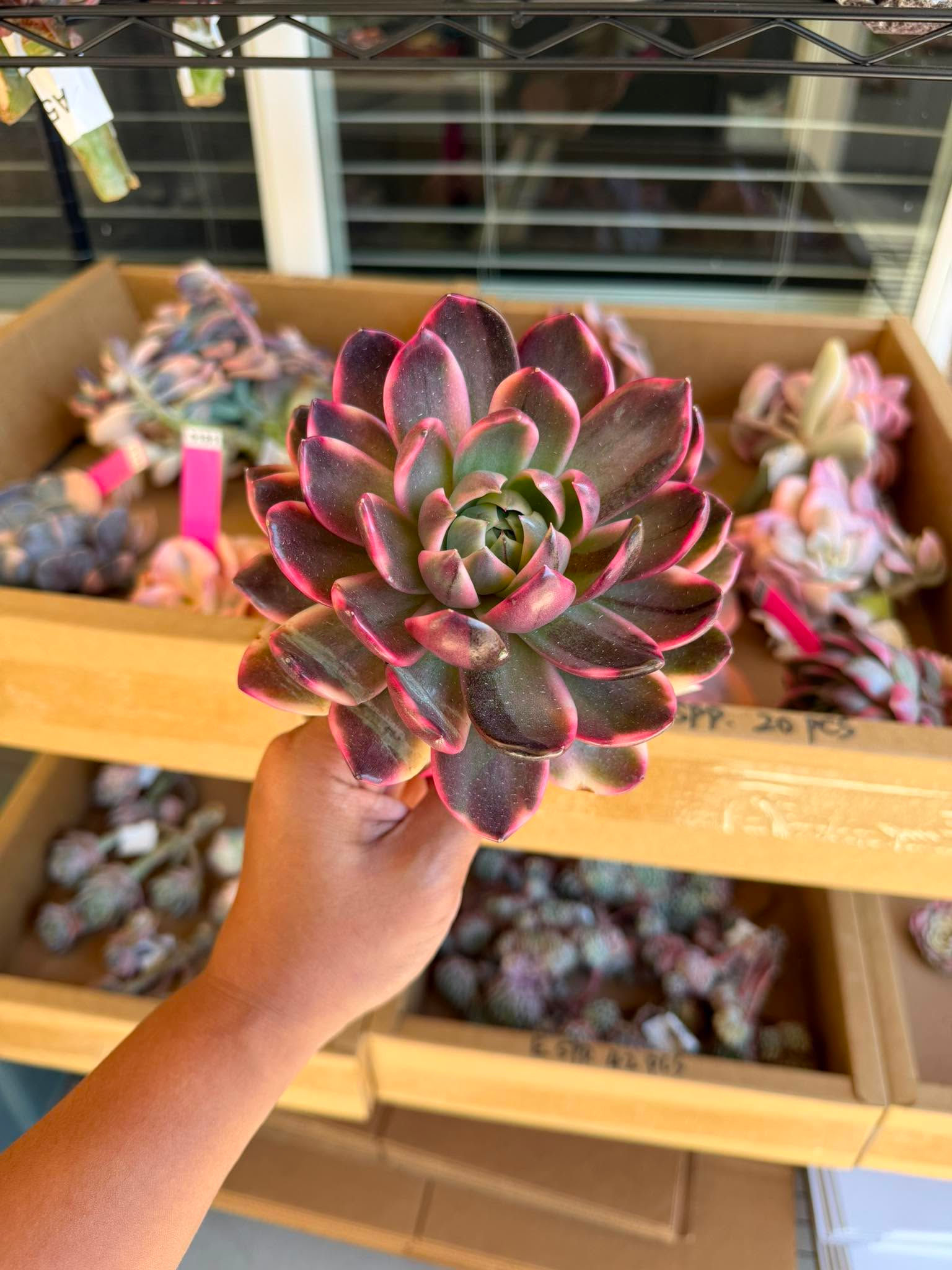 Echeveria amethyst #0145