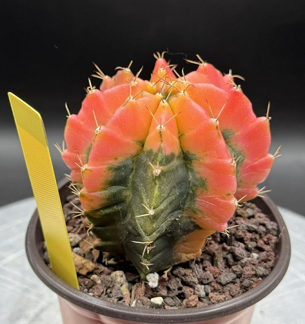 Thumbnail: Gynmocalycium variegated-seed grown Thailand imported-rare color #0315