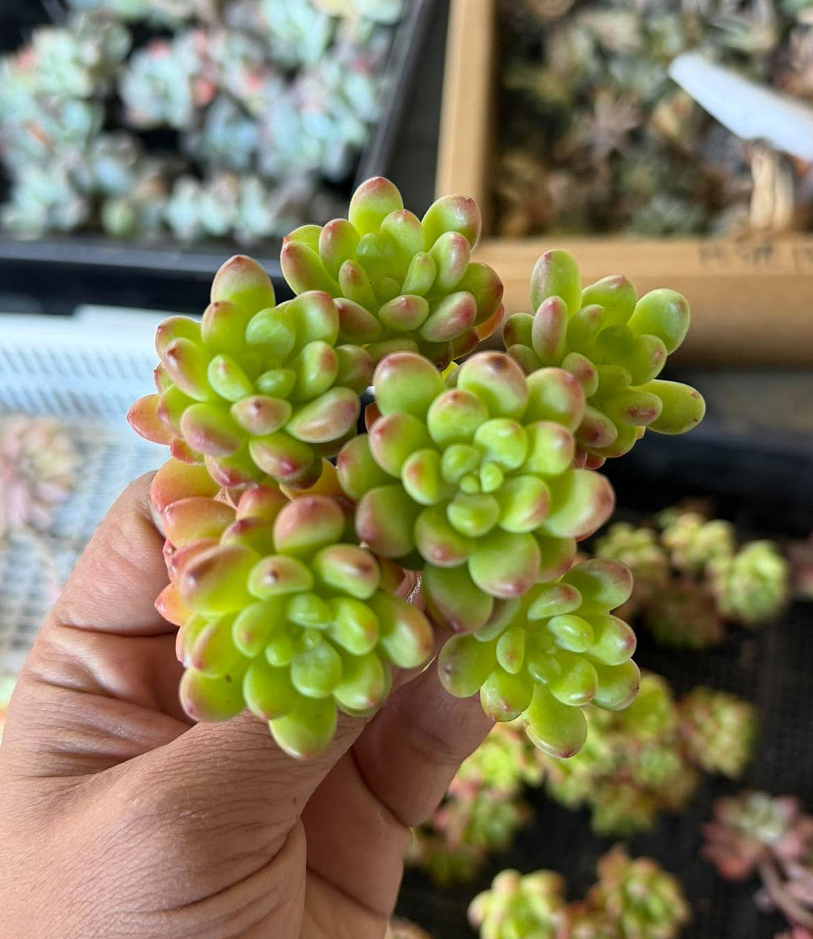 Sedeveria Shangri-La