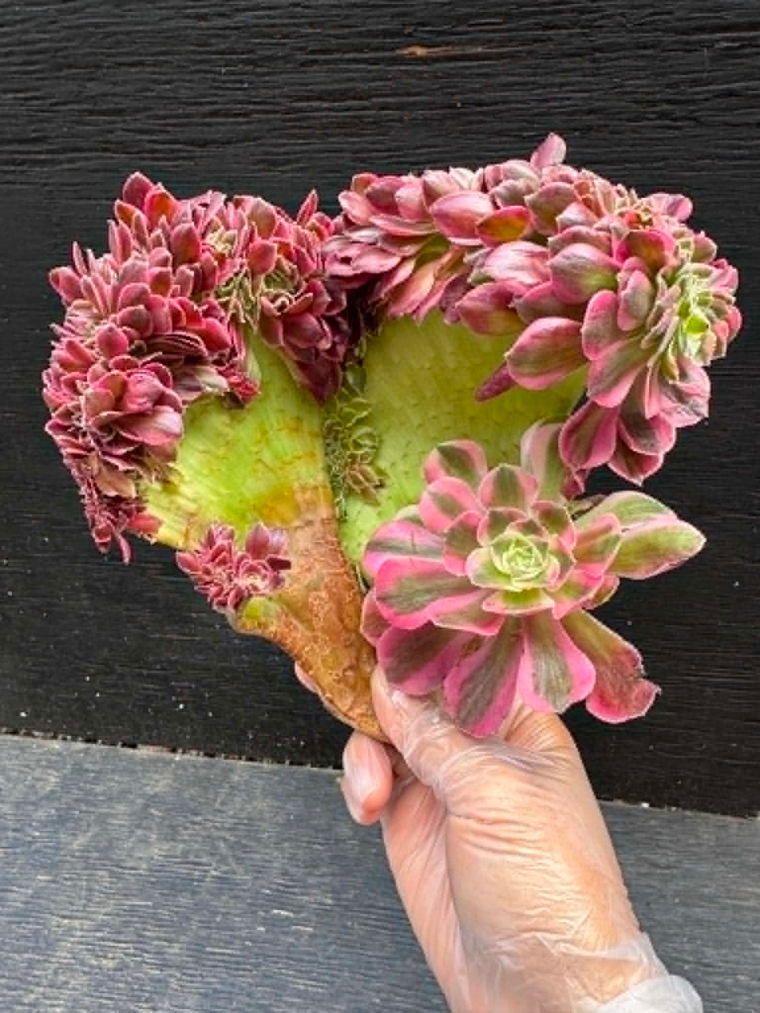 Aeonium Pink Lady crest cutting #328