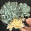 Thumbnail: Echeveria Topsy Turvy variegated cluster #50