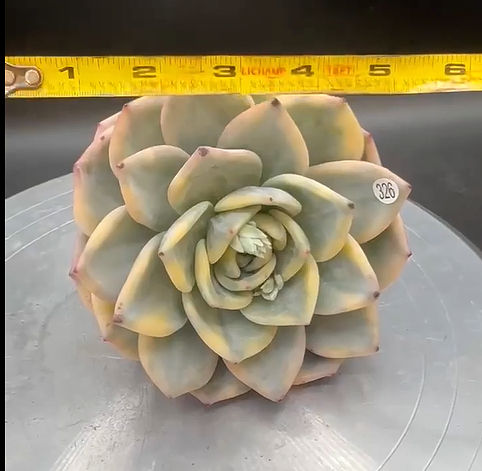 Thumbnail: Big Echeveria Elizabeth variegated - rare big size #326