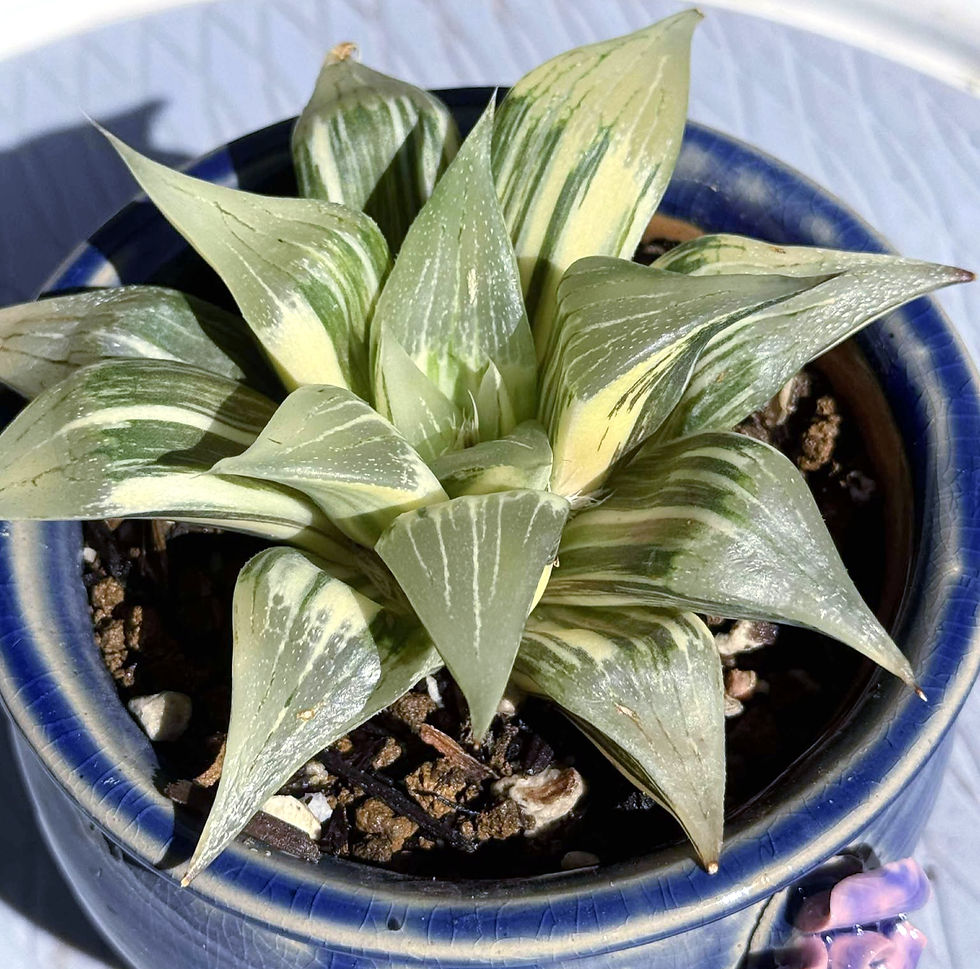 Thumbnail: Haworthia Hybrid Variegated