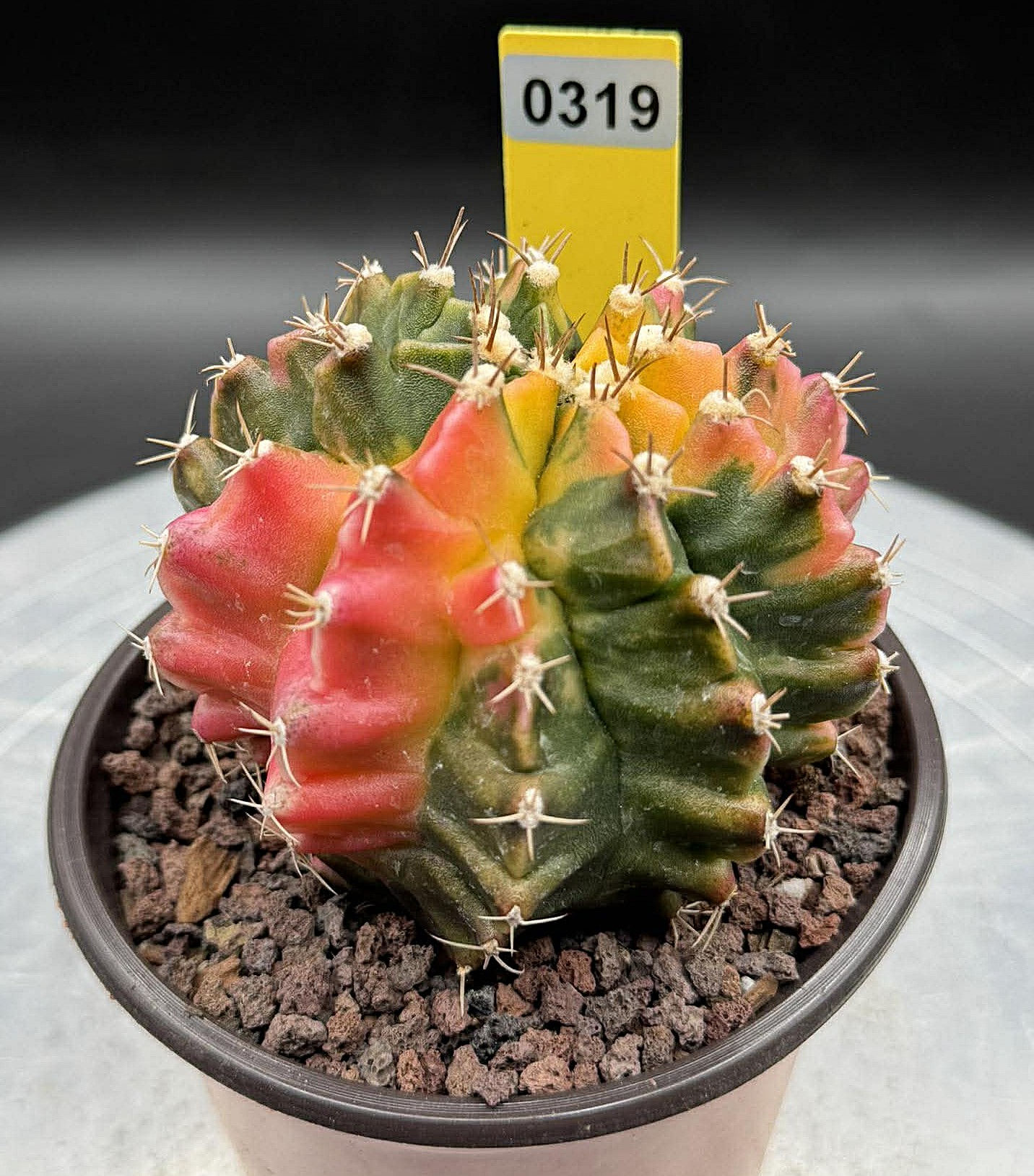 Gynmocalycium variegated-seed grown Thailand imported-rare color #0319