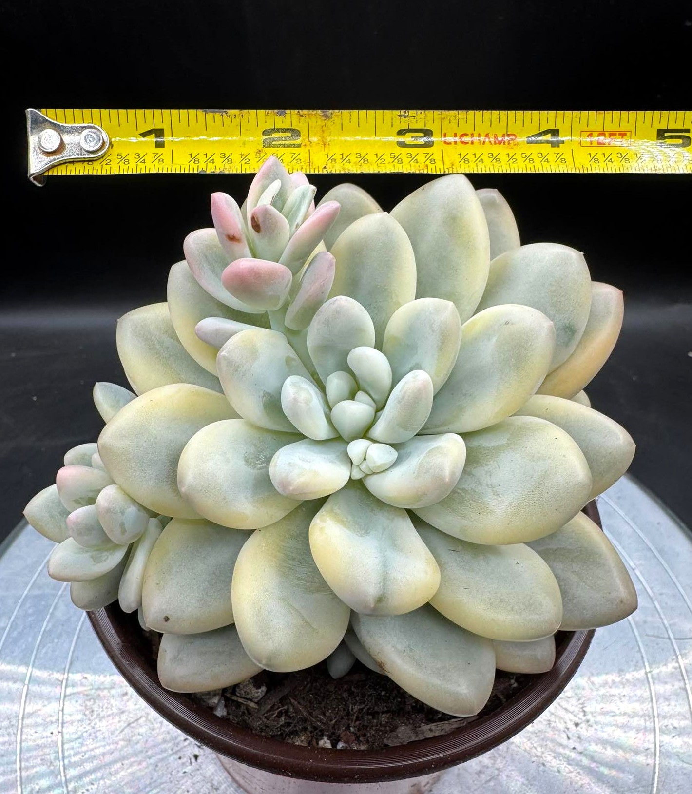 Graptoveria Perfume variegated #0522