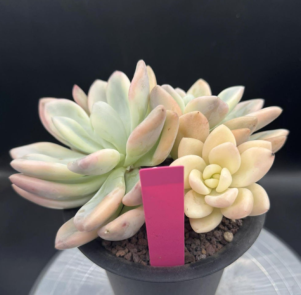 Thumbnail: Echeveria Opalina variegated cluster #0252