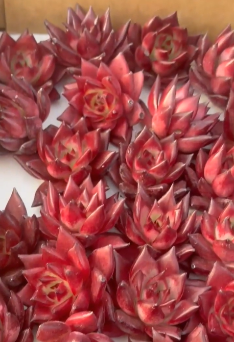 Thumbnail: Echeveria Red Rubin