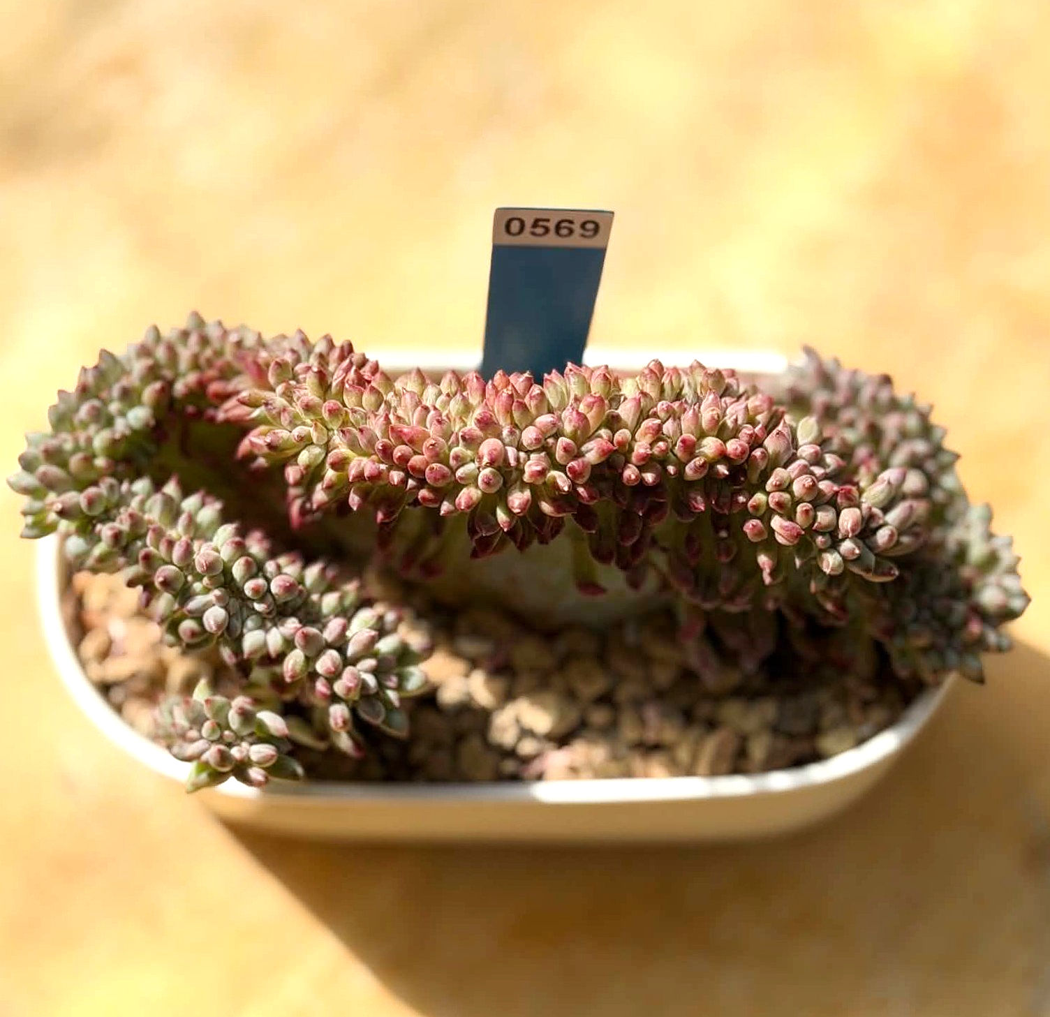 Echeveria Setosa Variegated Deminuta crest - well rooted #0569