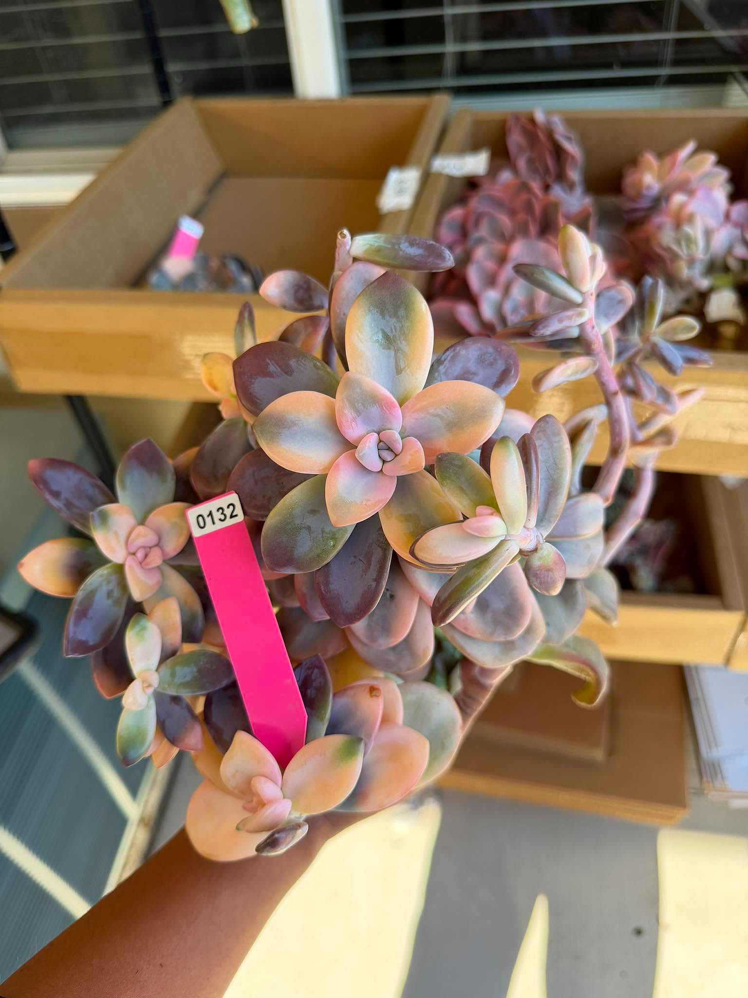 Graptopetalum peach frost #0132