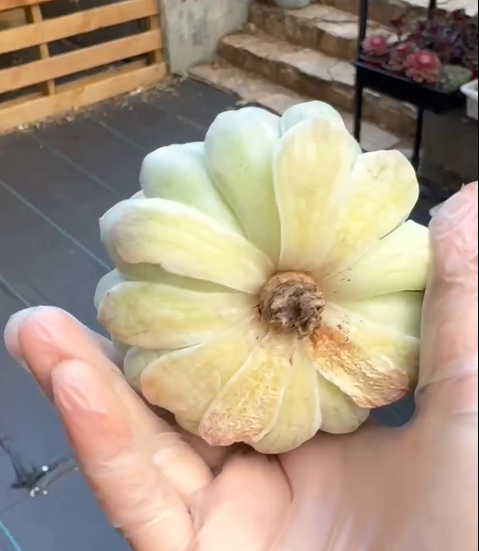 Thumbnail: Echeveria Perfume variegated GC