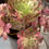 Thumbnail: New Aeonium Black Monster variegated cluster in 1 gal pot