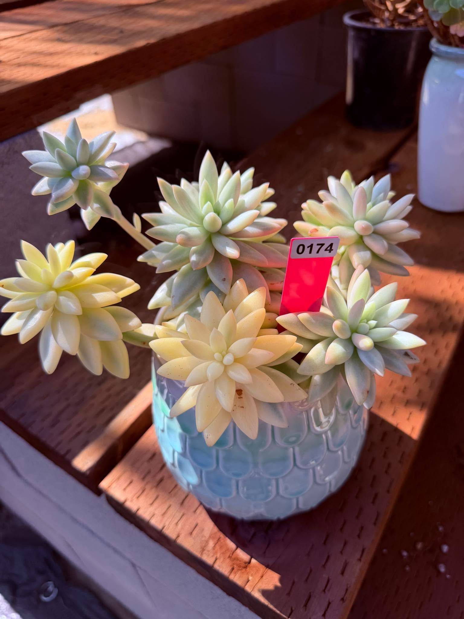 Solomon variegated cluster #0174
