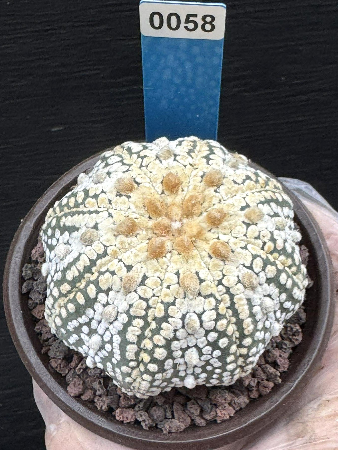 Astrophytum seed grown #0058