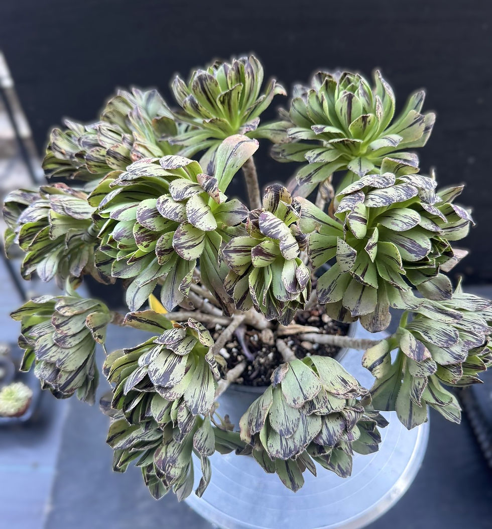 Thumbnail: Aeonium Green Fire cluster #0199