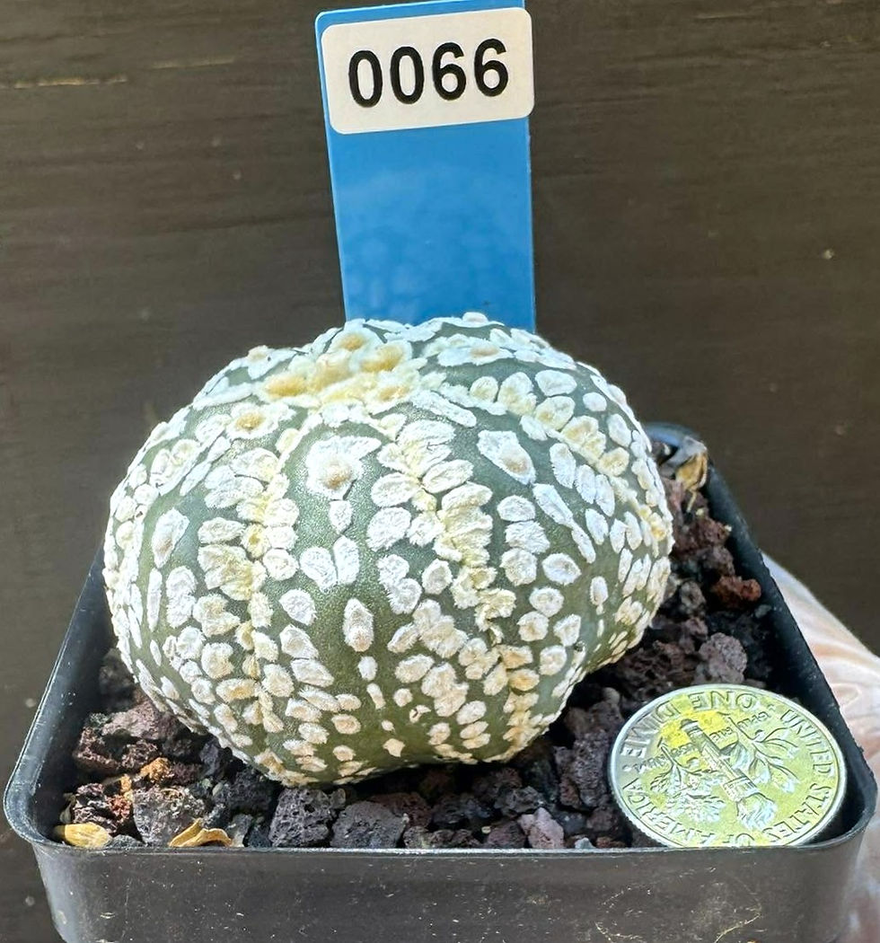 Thumbnail: Astro- seed grown- healthy roots - imported from Thailand #0066