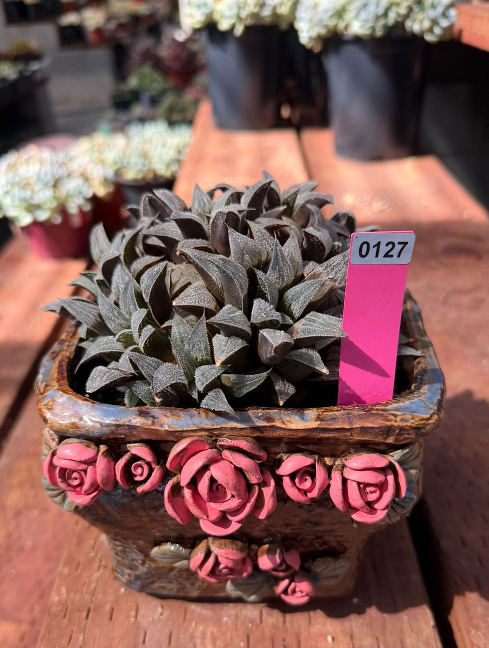 Thumbnail: Big Haworthia collection cluster #0127