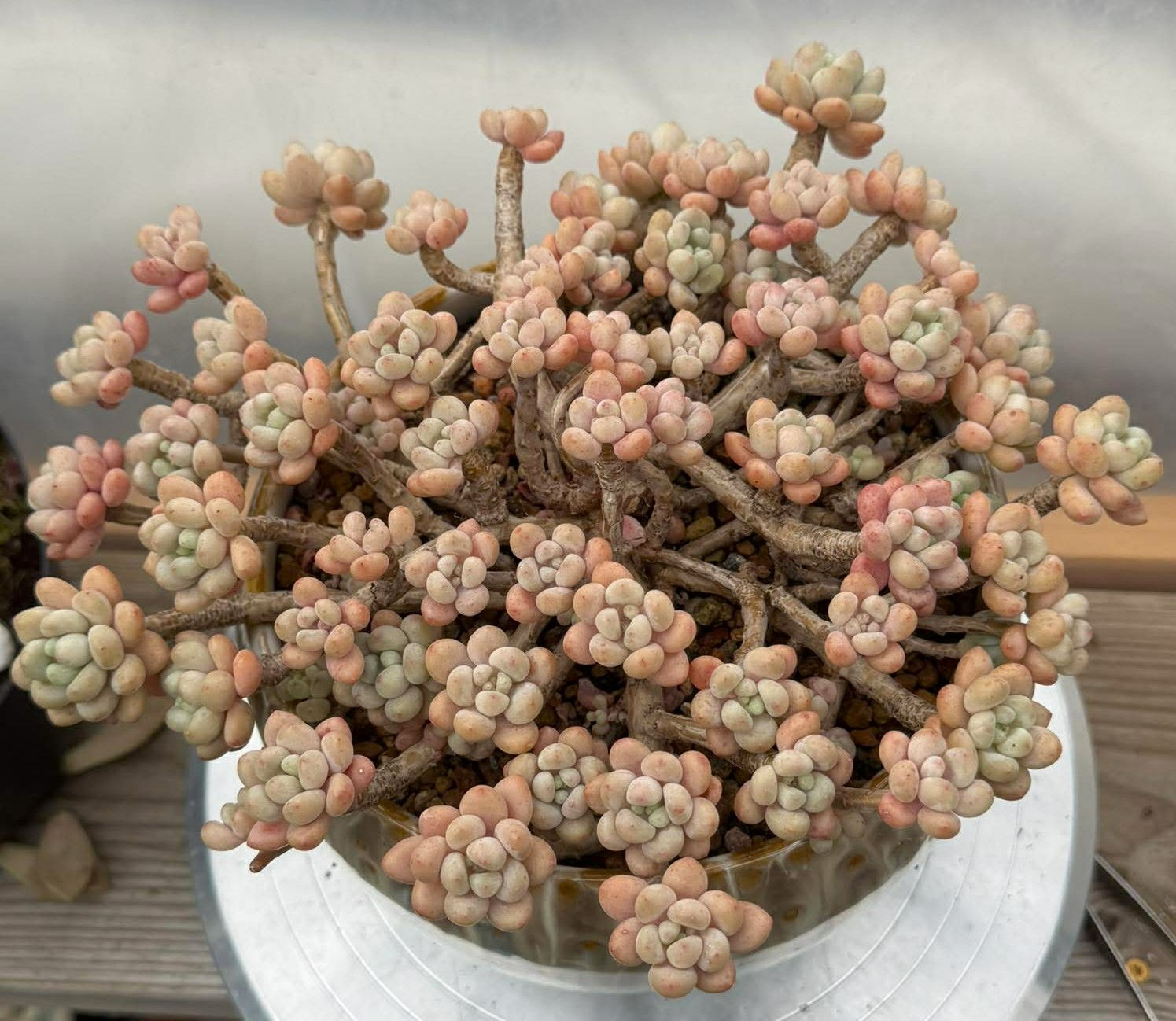Big Sedum Caviar #327